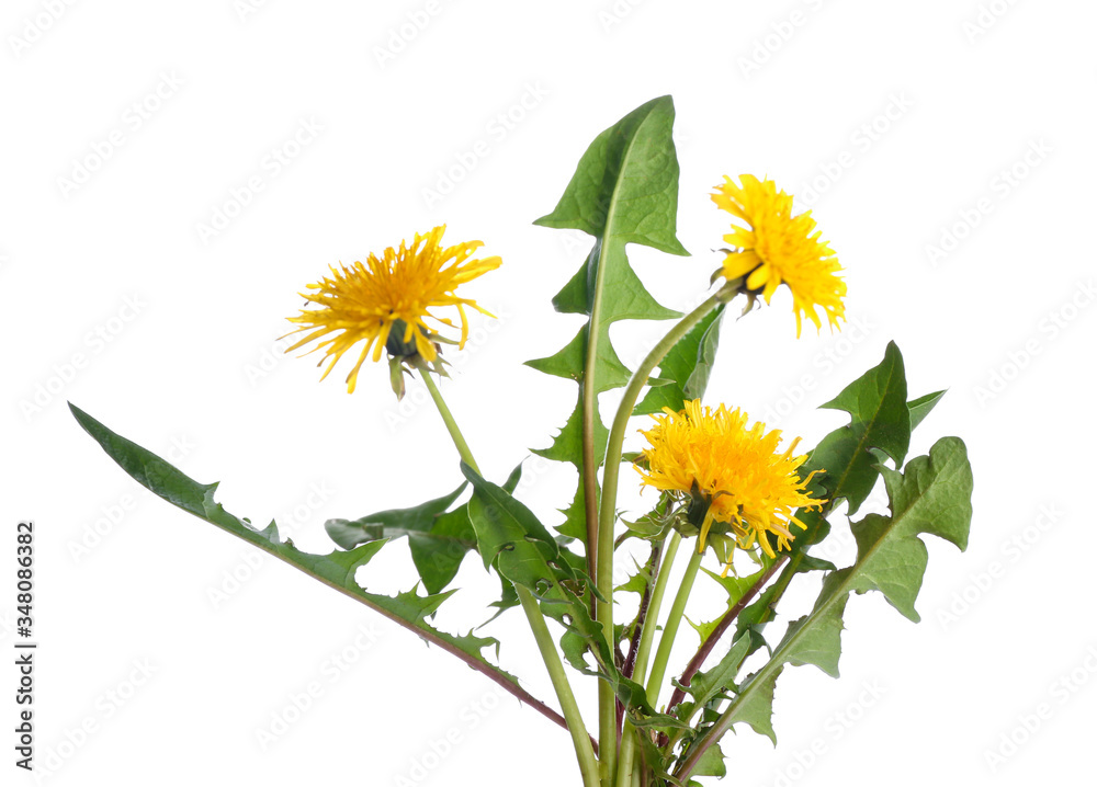 Fresh dandelion plant on white background