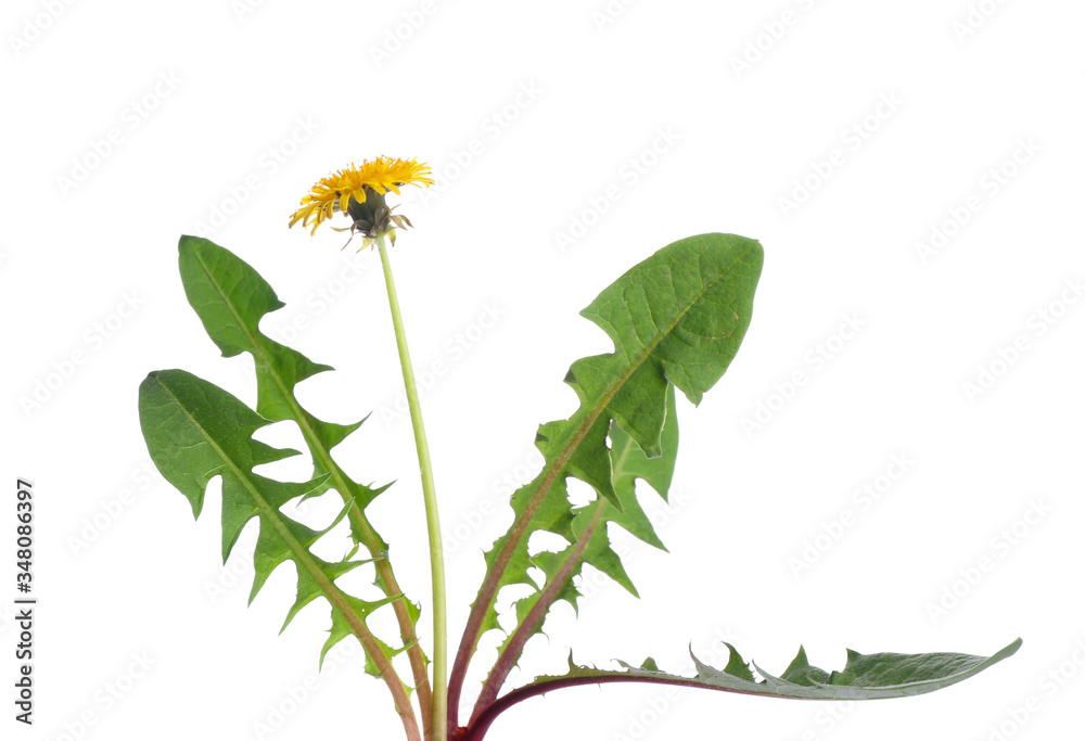 Fresh dandelion plant on white background