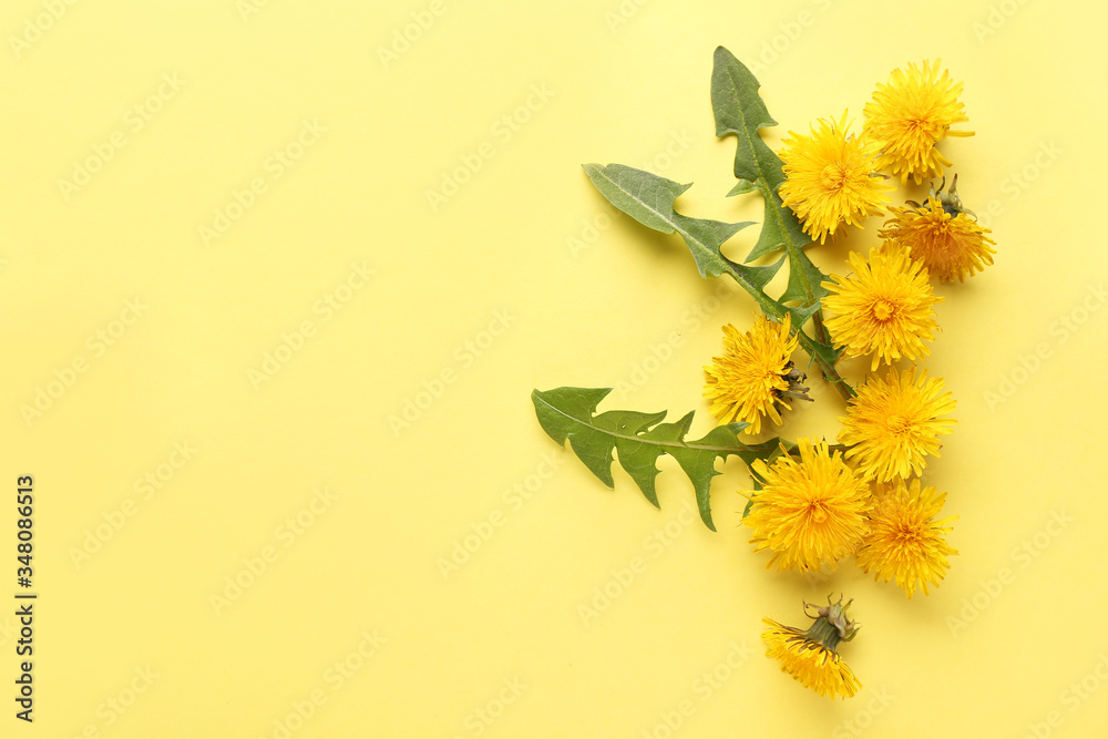 Fresh dandelion flowers and leaves on color background