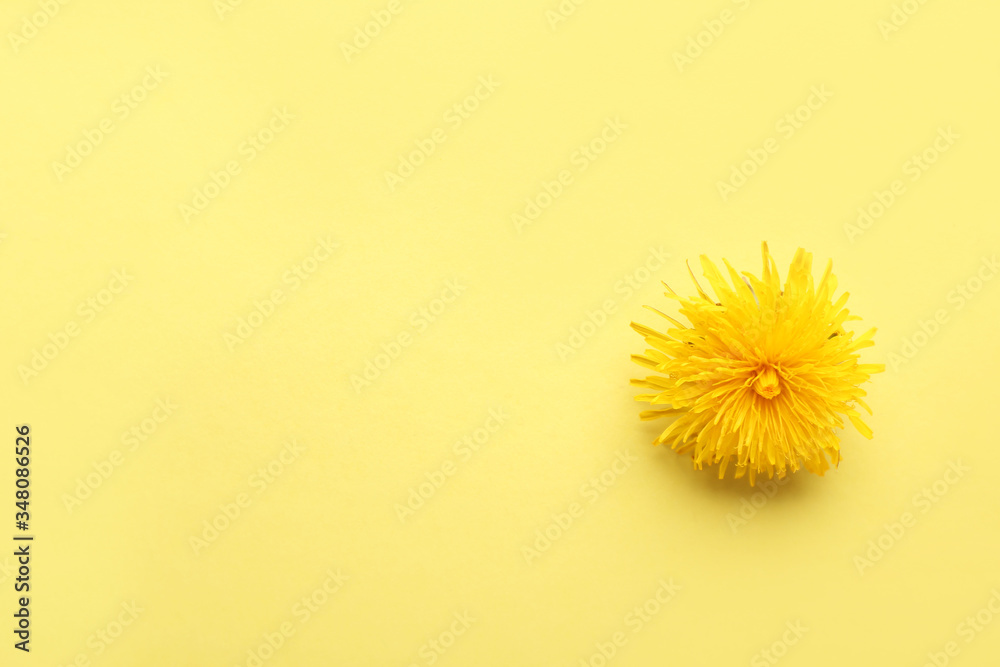 Fresh dandelion flower on color background