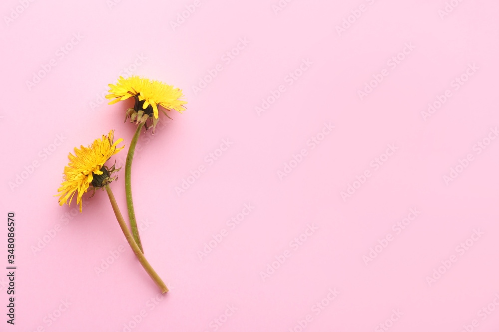 Fresh dandelion flowers on color background