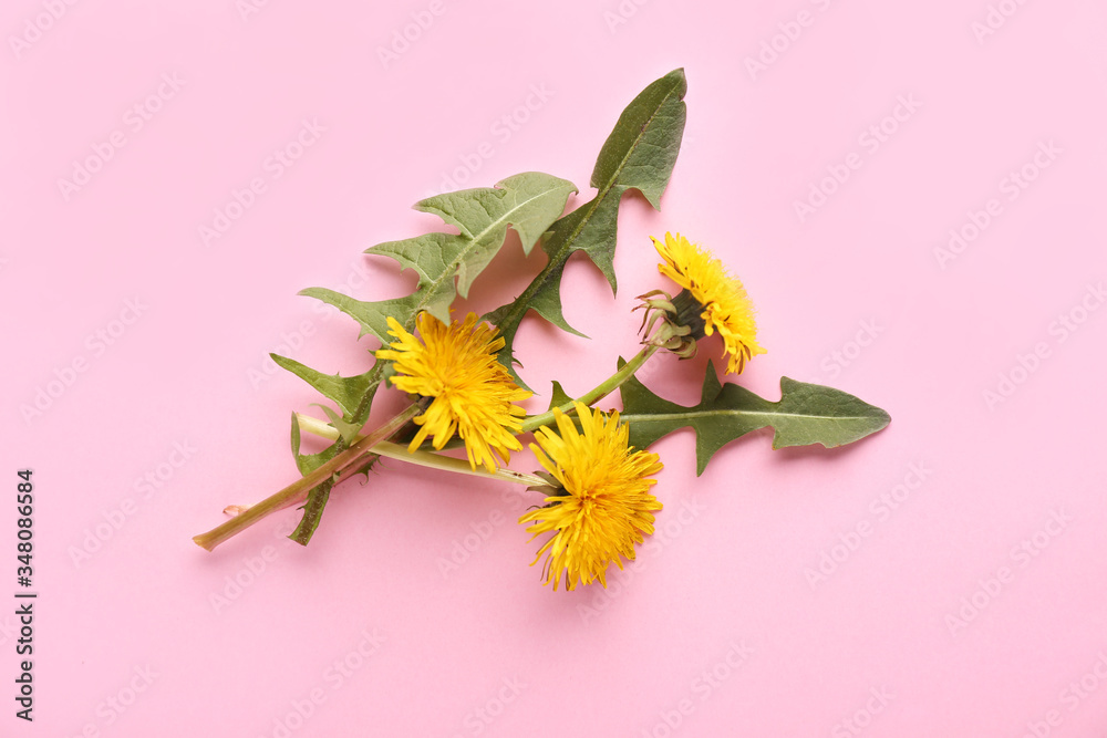 Fresh dandelion flowers and leaves on color background