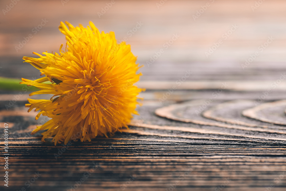 Beautiful dandelion on wooden background