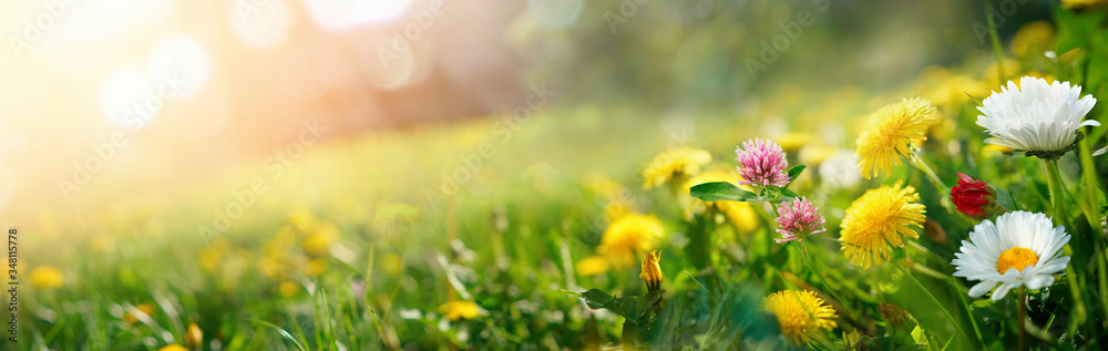 美丽的夏季自然背景，黄粉色花朵雏菊、丁香和蒲公英