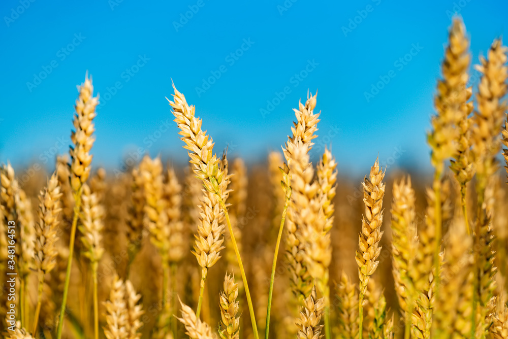 Golden wheat against blue sky. Colorful picture. Closeup.