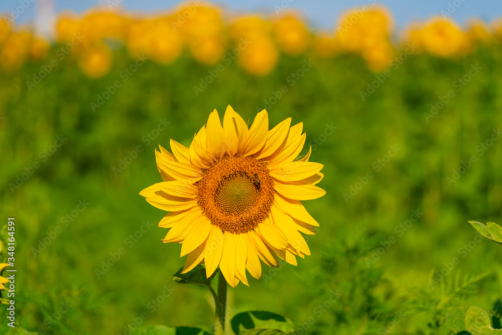 Sunflower circle. Big yellow flower. Blurred background with field of sunflowers. Sun concept energy