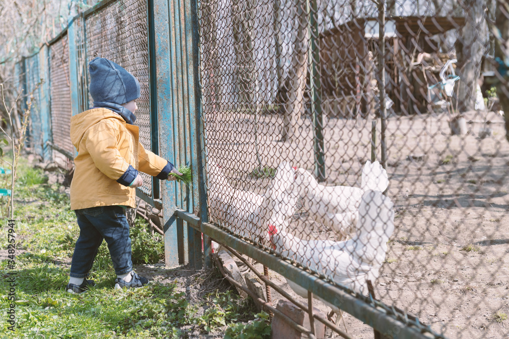 Little boy feeds the chickens through the grate in the spring garden