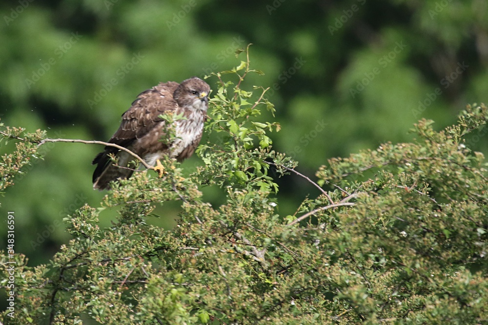 buse variable