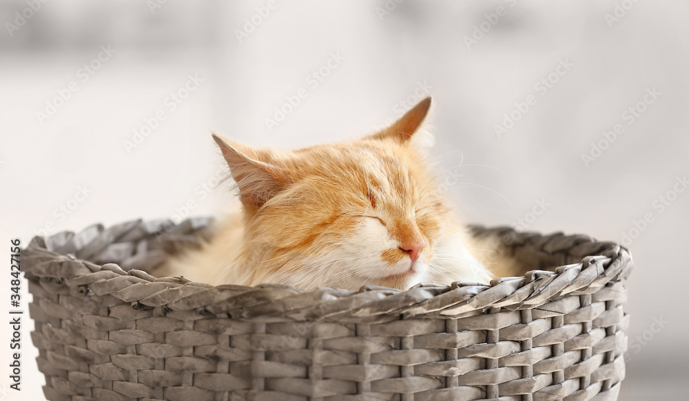 Cute funny cat in wicker basket at home