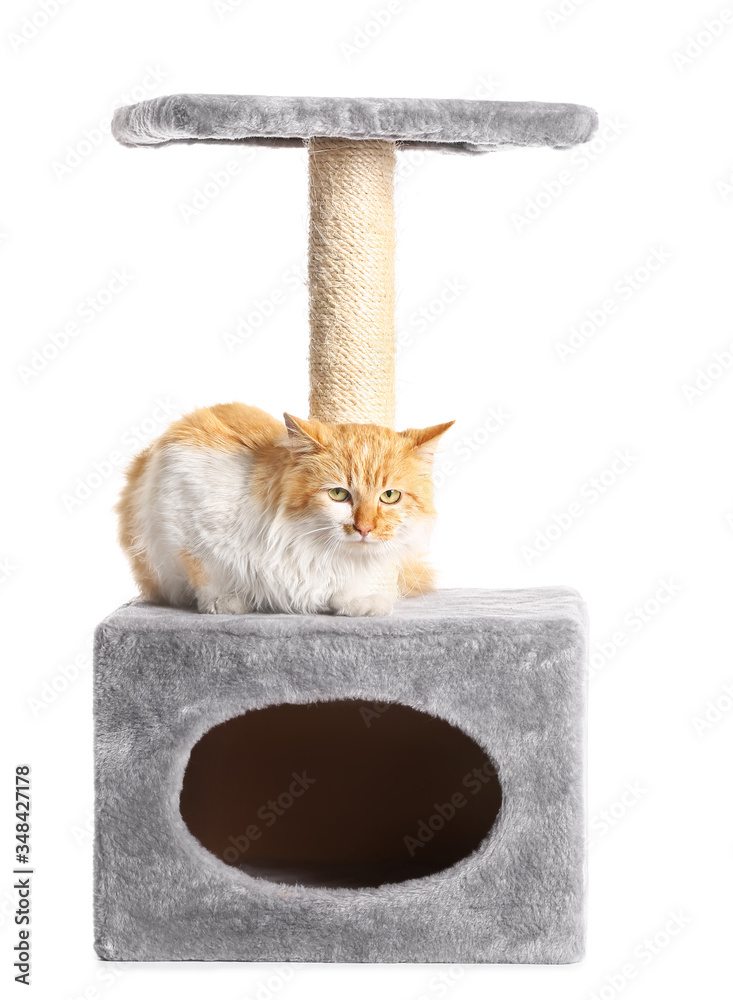 Cute funny cat with scratchig post on white background