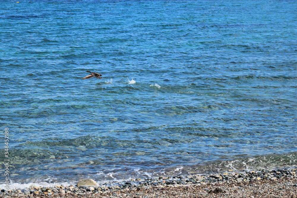 cormorant on the beach - Therma beach, Therma, Samothraki island, Greece, Aegean sea