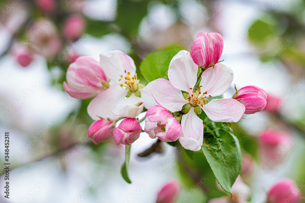 Apple tree branch with pink blossoms in spring. Close up.