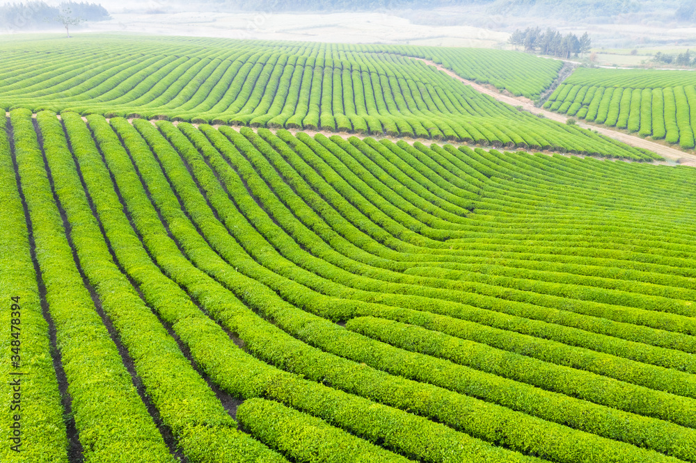 beautiful tea farm