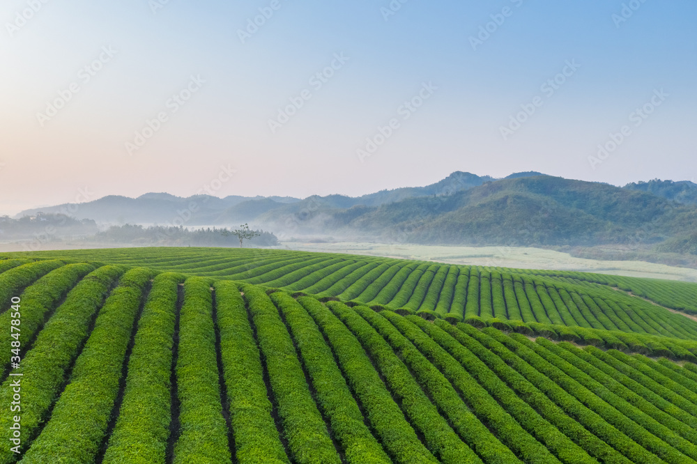 清晨的茶园