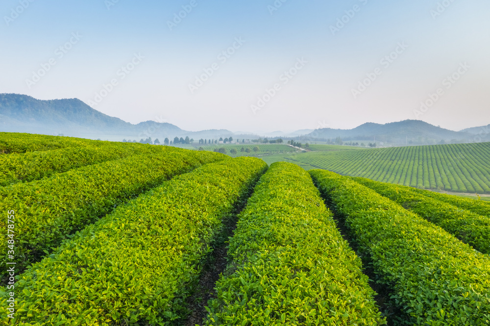 清晨的茶园