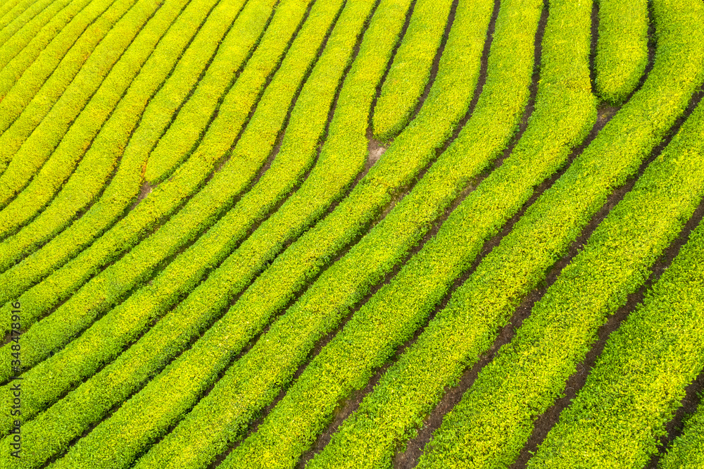 茶园特写