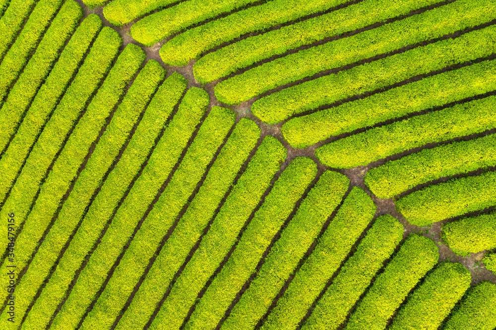 茶园特写