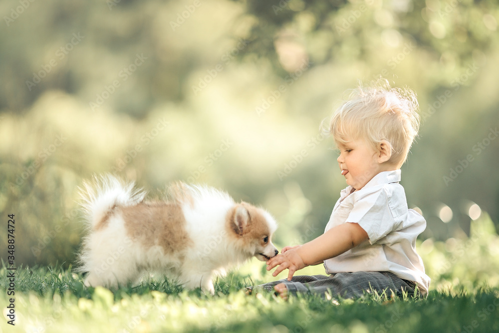  little baby boy sitting on the grass in summer,, playing with a small Pomeranian puppy. Selective f