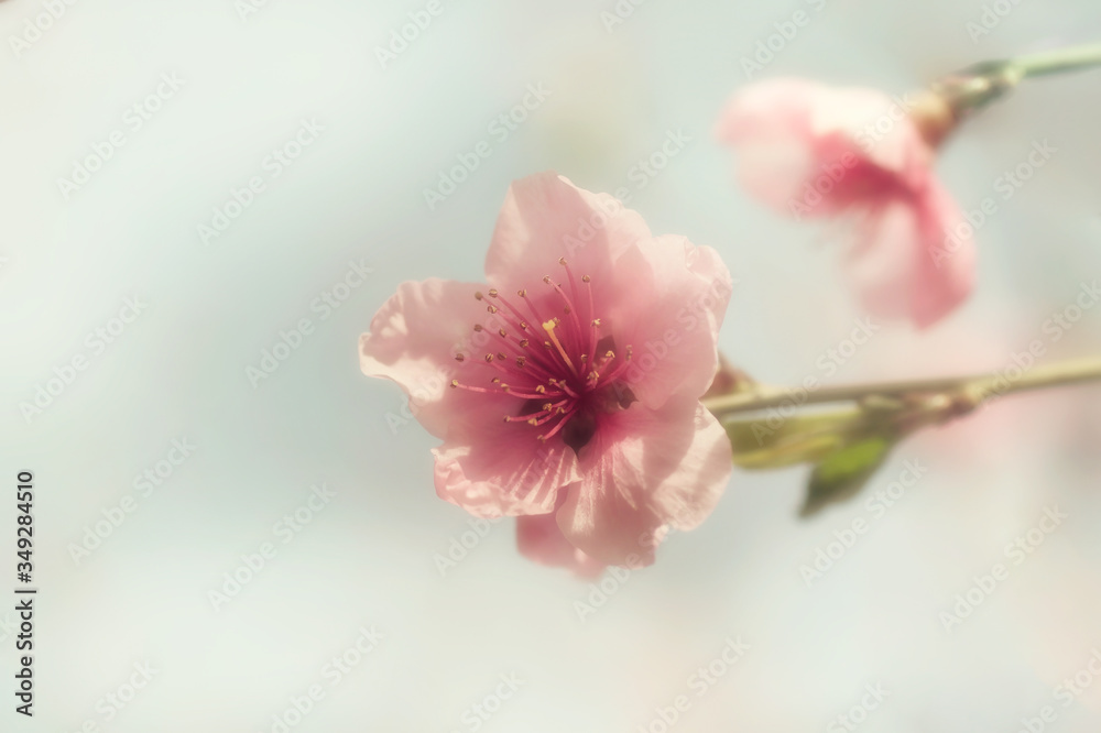 Beautiful peach flowers in the sunlight.