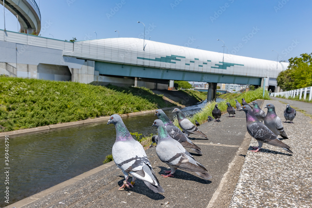 川沿いの土手に集まる鳩