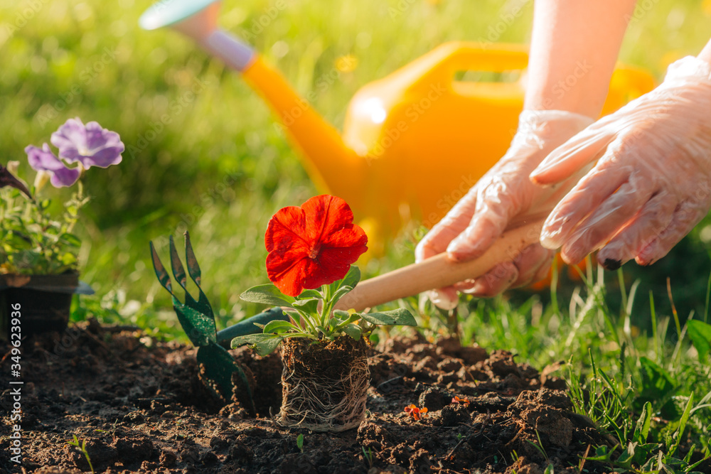 Transplanting Petunia flowers into the ground, caring hands. space for text