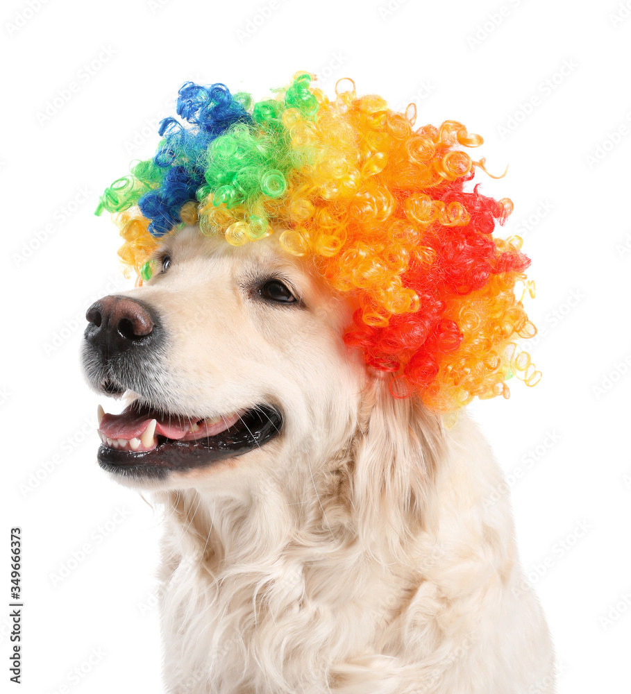 Funny dog in wig on white background