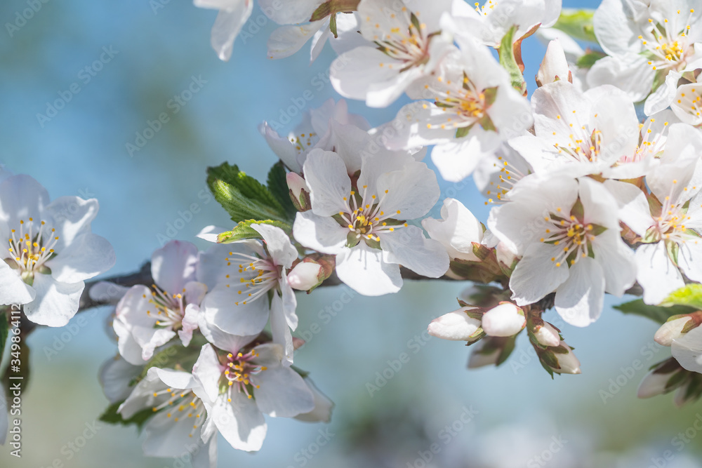 Vintage photo of white cherry tree flower in spring