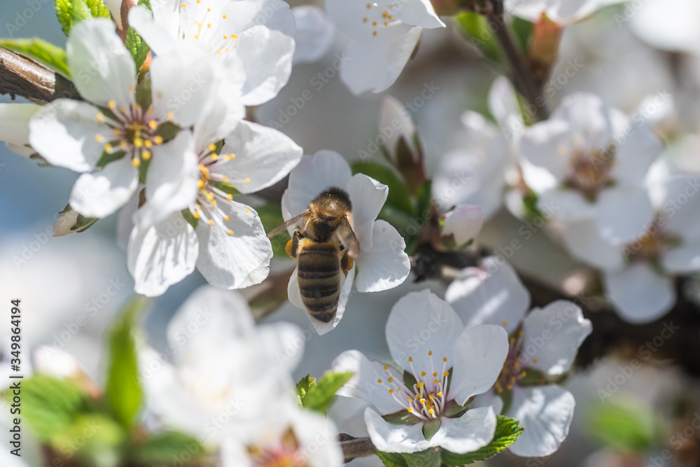 Honey Bee harvesting pollen from Cherry Blossom