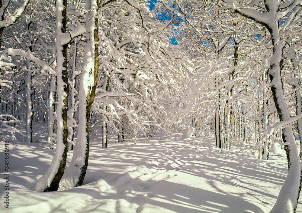 forêt dans les montagnes des Vosges en hiver, en France