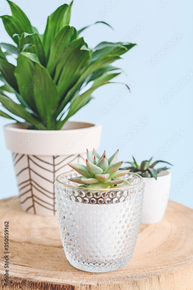 Green houseplants on table against light color background