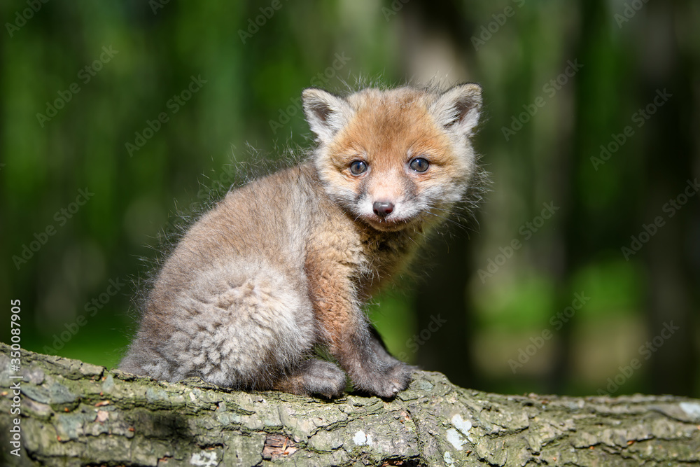 赤狐，vulpes vulpes，树枝上森林里的小幼崽