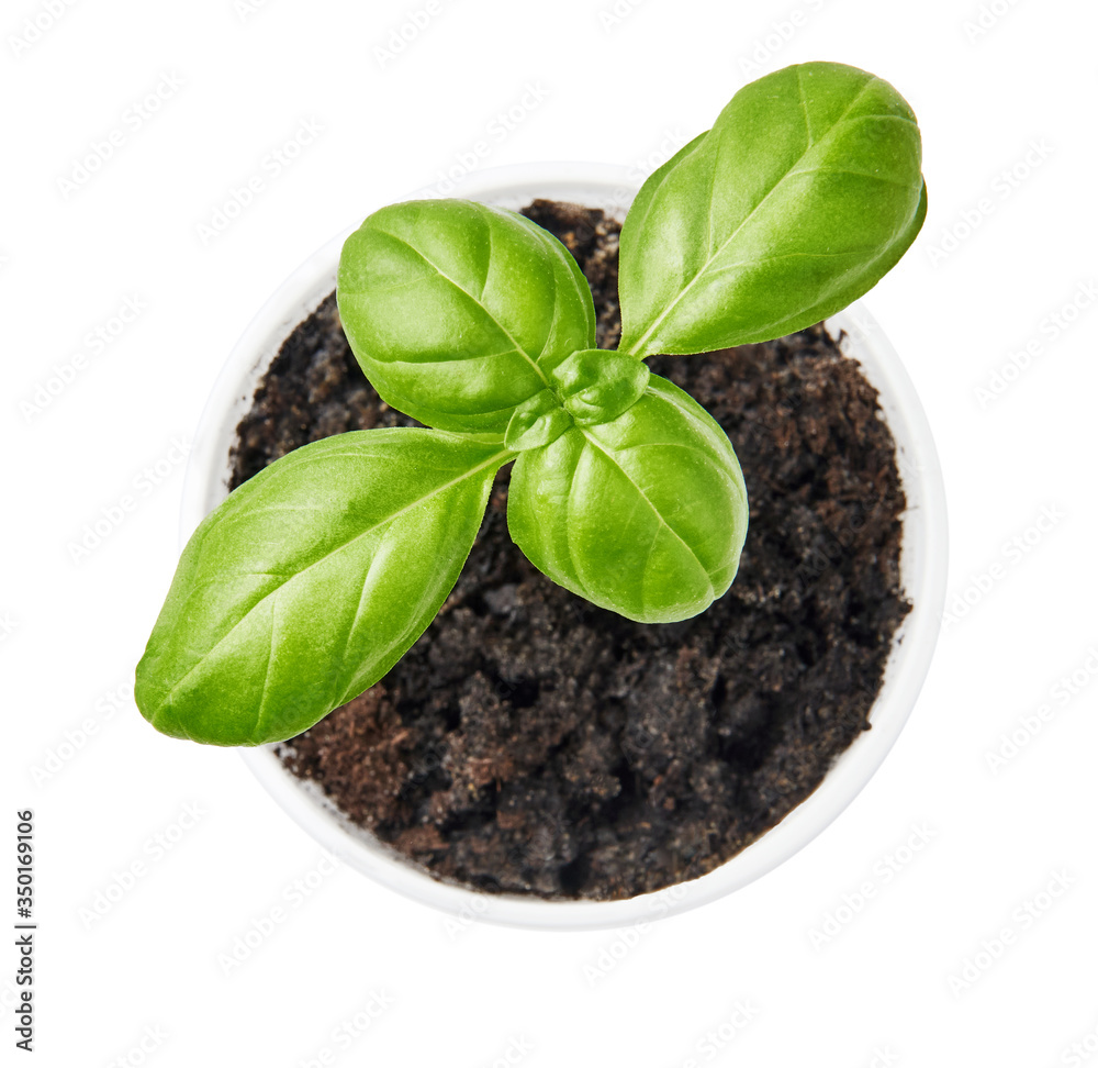 Basil plant planted in a pot. Basil leaves isolated on white background