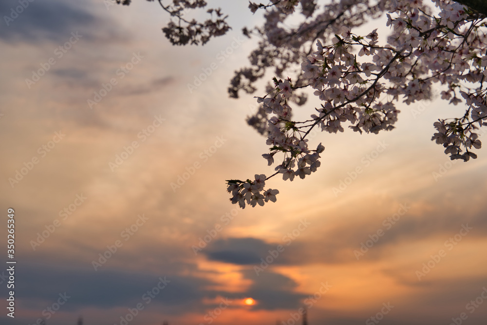 夕日に照らされる満開の桜