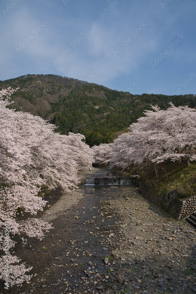 京都亀岡　和らぎの道　七谷川沿いの桜