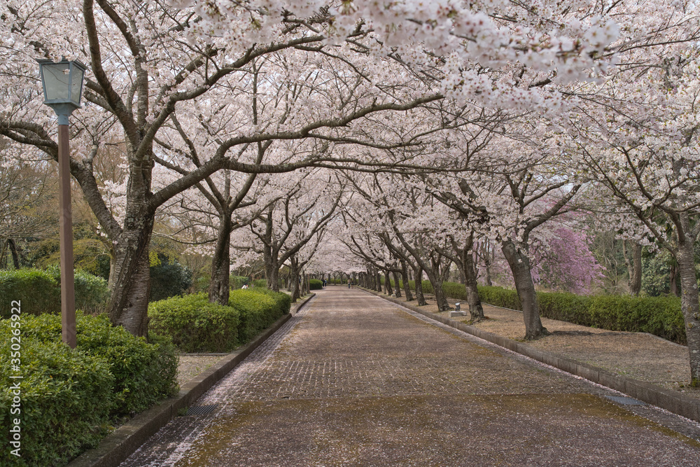 京都亀岡　和らぎの道　七谷川沿いの桜