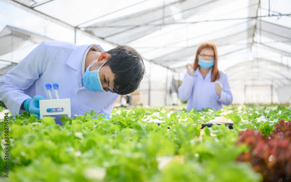 Asian scientists are investigating the pathogens in vegetables,New normal Clean vegetables.