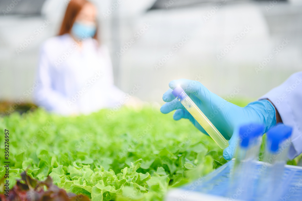 Scientist asian collecting hydroponic vegetables sample for analysis.