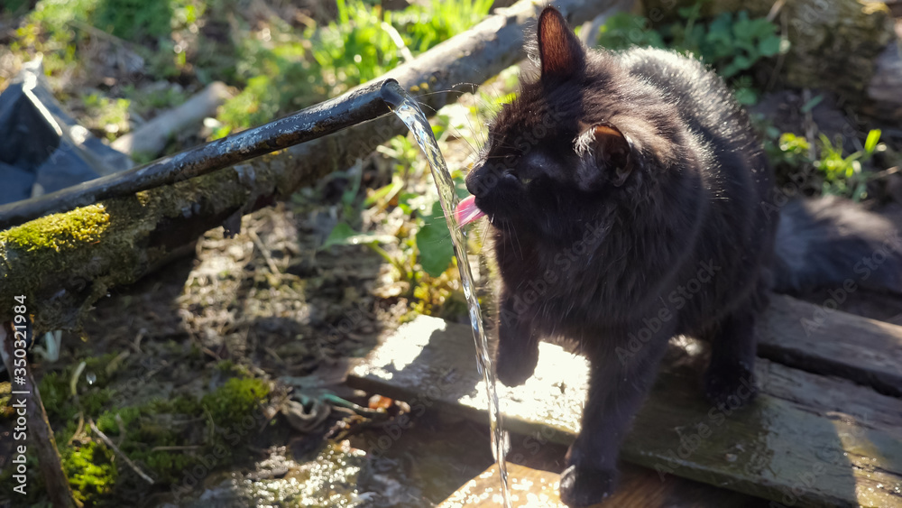 黑色毛茸茸的猫在玩耍从源头流出的水。水在阳光下闪闪发光。