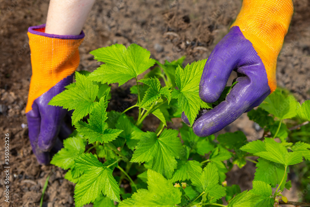 春天的植物护理。开花时除草、施肥。农民戴着手套给f