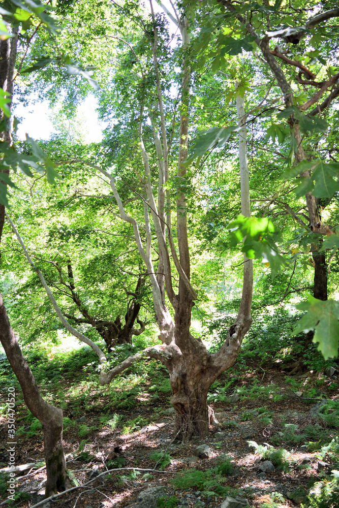 爱琴海希腊萨莫特拉基岛Therma地区的Platanus（梧桐）森林