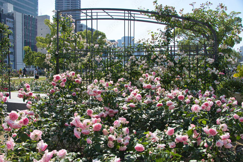 大阪 中之島公園のバラ園