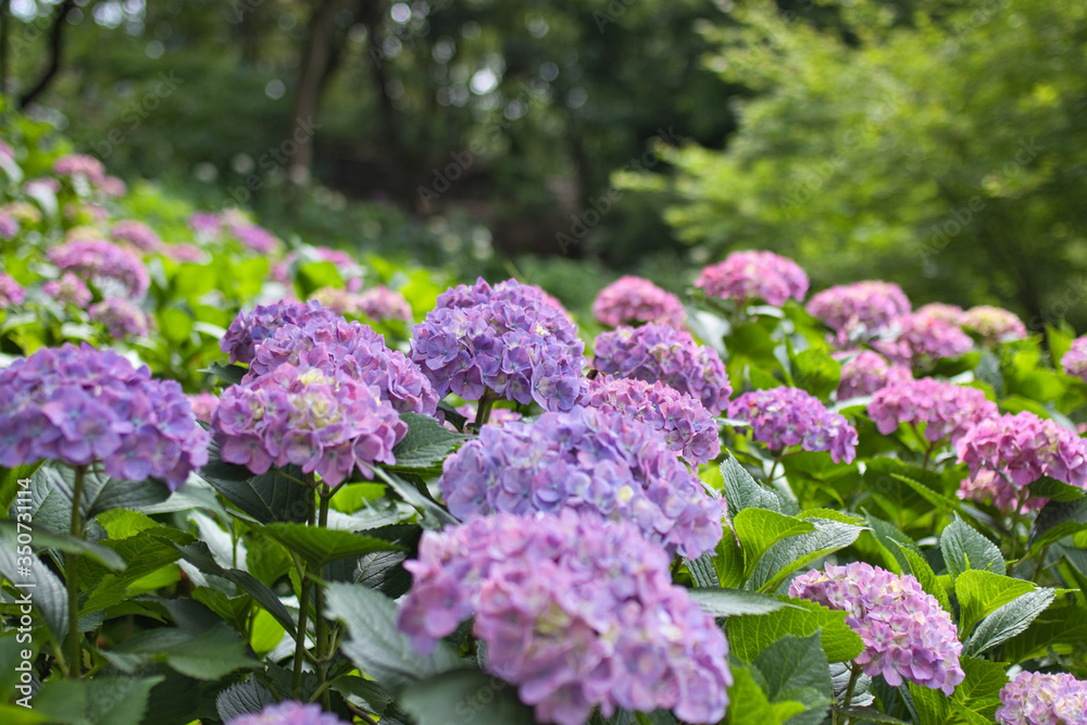 満開の紫陽花　アジサイ