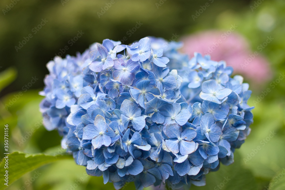 満開の紫陽花　アジサイ