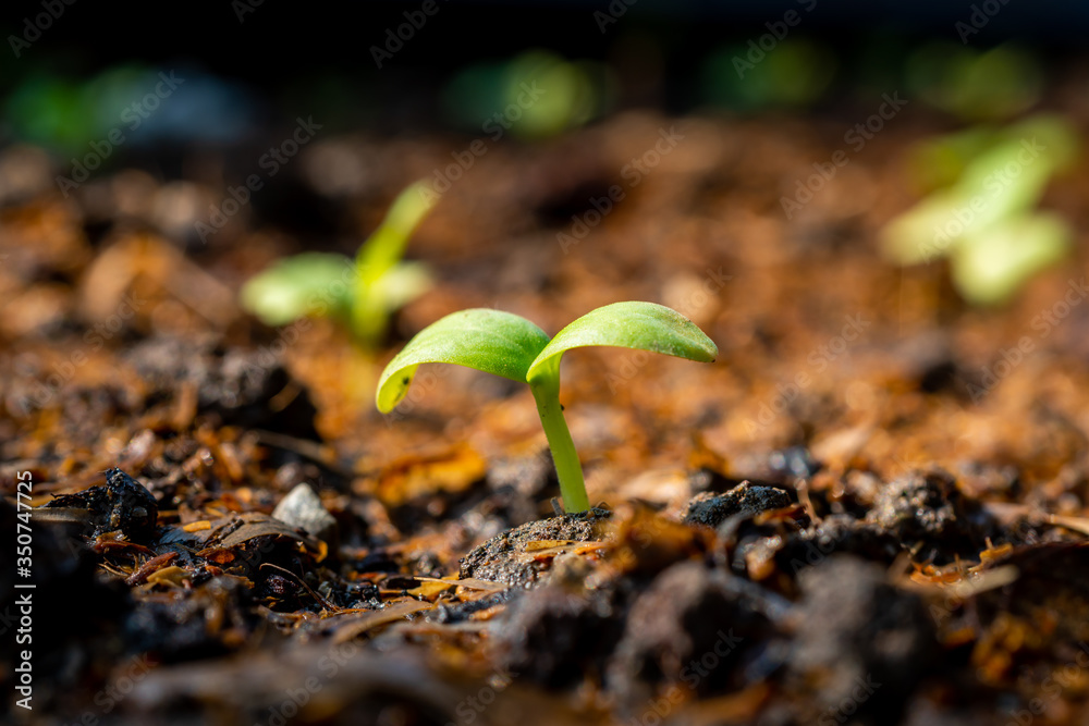 在耕地中种植幼苗