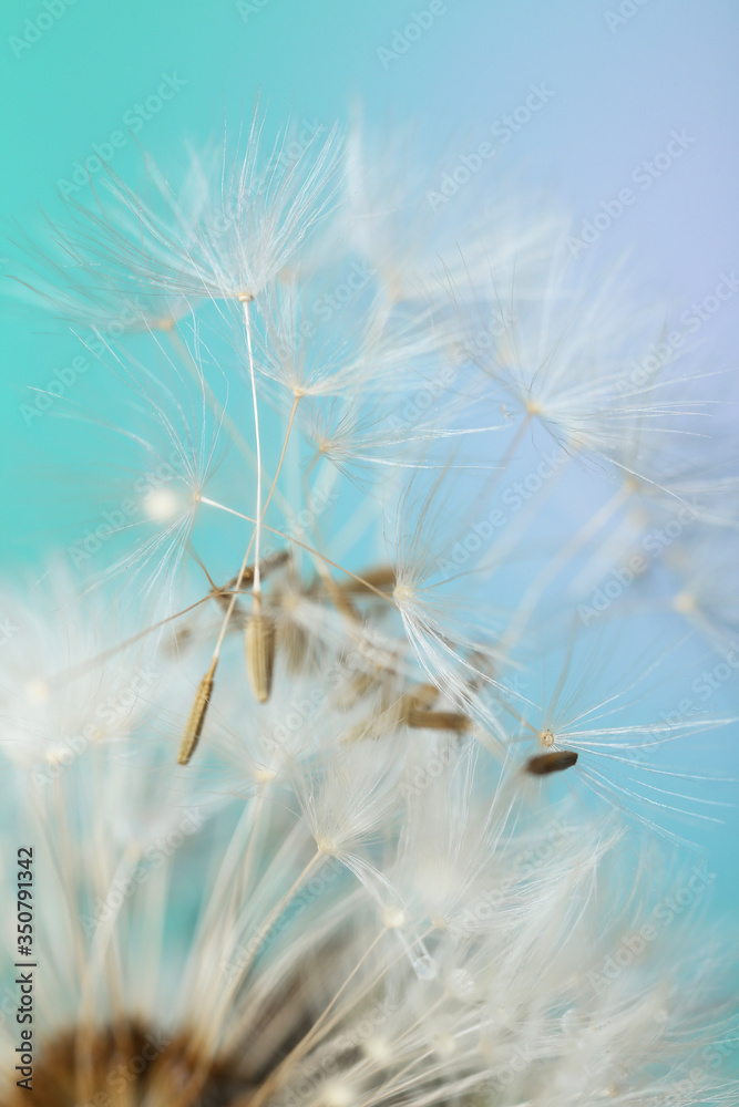 Beautiful dandelion on color background, closeup