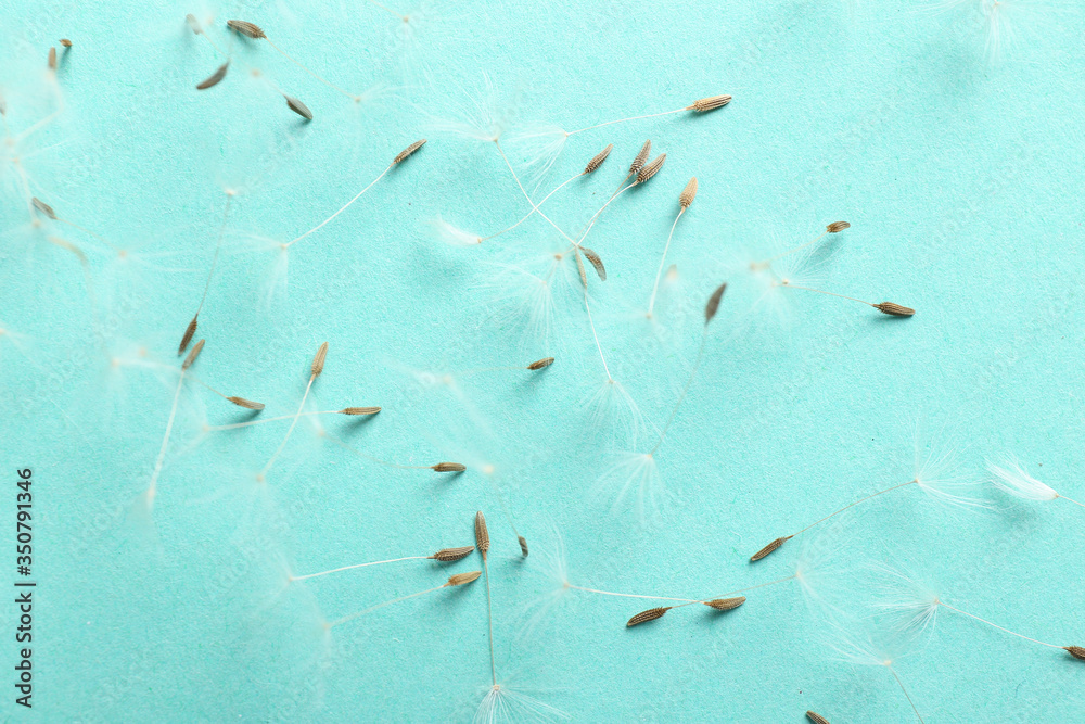 Beautiful dandelion seeds on color background