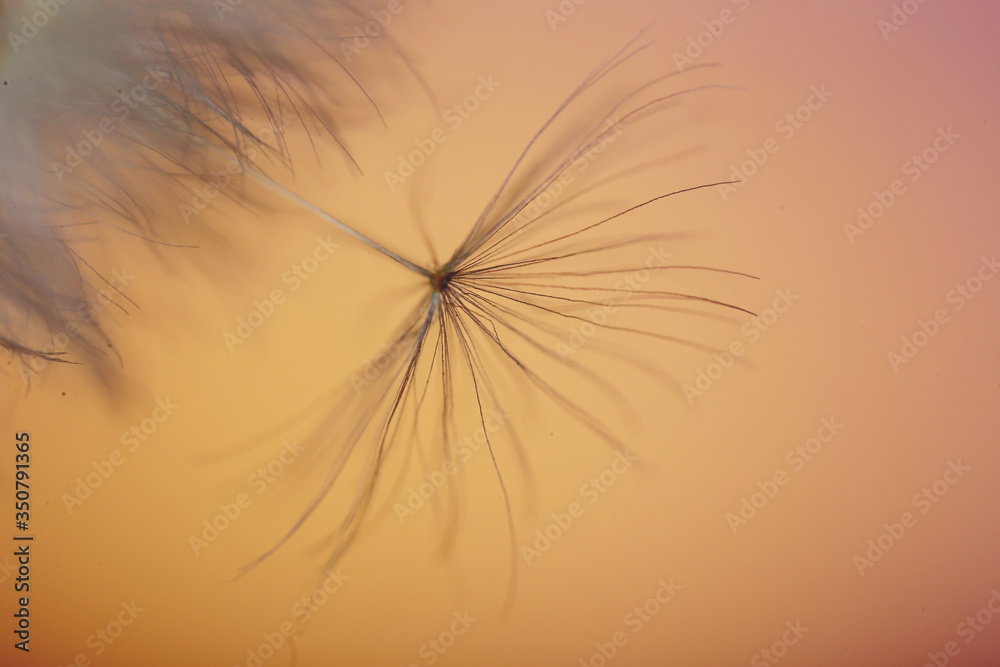 Beautiful dandelion on color background, closeup