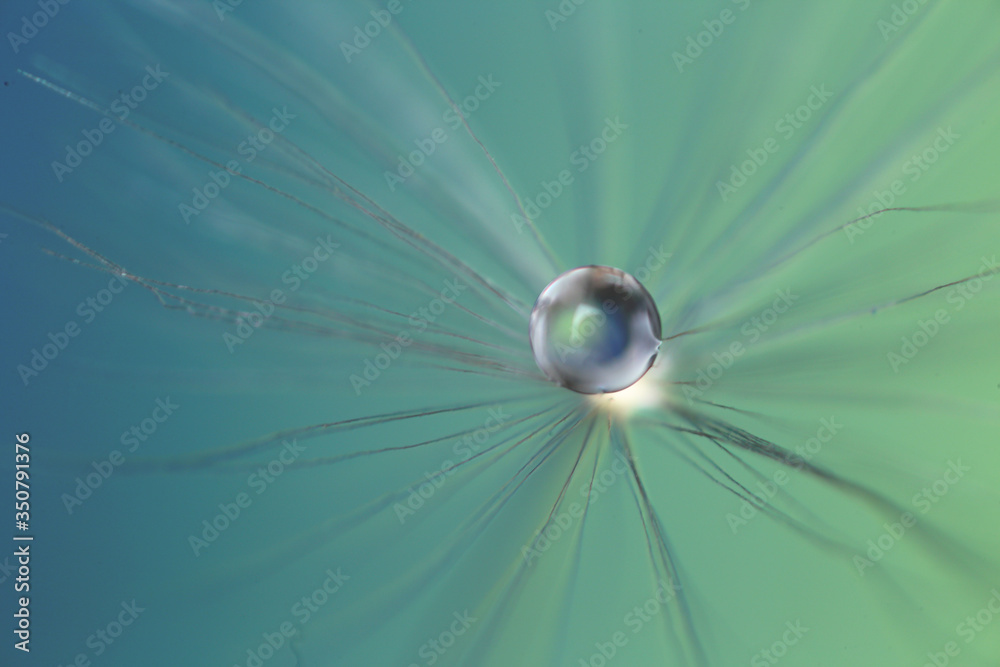 Beautiful dandelion seed on color background