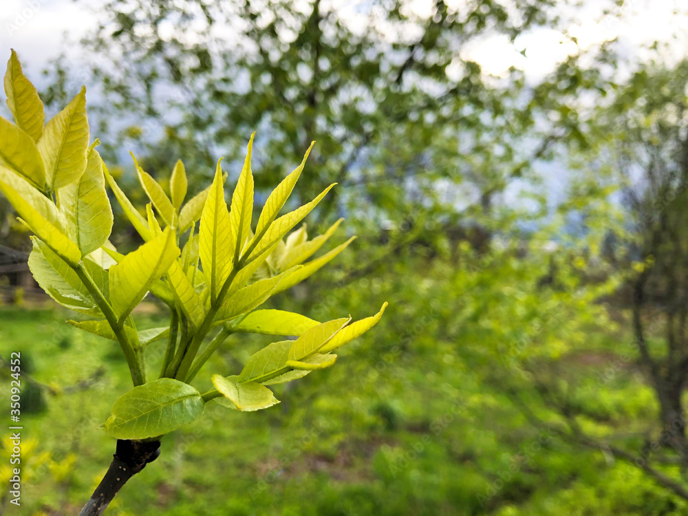 年轻的早春树叶背景模糊。微距摄影，柔焦