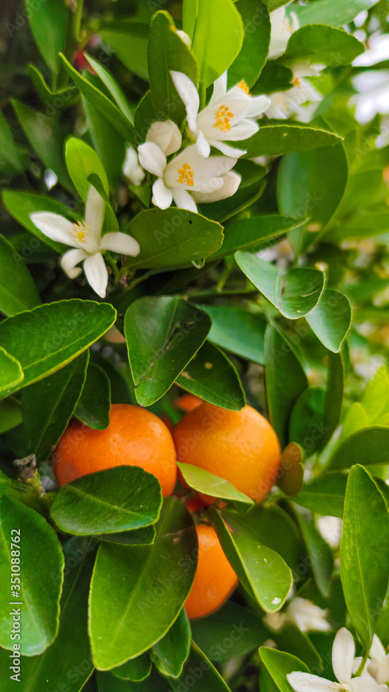 Ripe oranges hanging on a blossoming orange tree. close-up